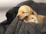 Cuccioli di Labrador