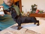 Cuccioli Disponibili di Bassotto Nano - Foto n. 5