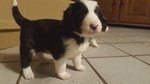 Cuccioli Border Collie con Pedigree - Foto n. 1