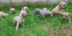 Cuccioli American Staffordshire Terrier Blue - Foto n. 3