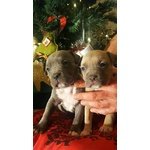 Cuccioli American Staffordshire Terrier Blue - Foto n. 6