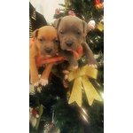 Cuccioli American Staffordshire Terrier Blue - Foto n. 7