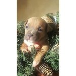 Cuccioli American Staffordshire Terrier Blue - Foto n. 8