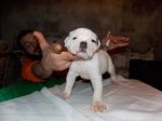 Cuccioli di American Bulldog