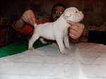 Cuccioli di American Bulldog - Foto n. 2