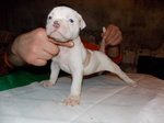 Cuccioli di American Bulldog - Foto n. 4