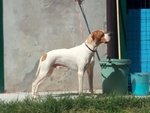 Pointer Inglese cuccioli