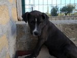 Jago, Derivato Amstaff/pit Bull, 3,5 Mesitrovato solo che Vagava su una Strada a Scorrimento Veloce - Foto n. 1