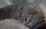 Shar pei Cuccioli