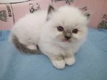 Cuccioli Ragdoll con Pedigree