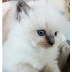 Cuccioli Ragdoll con Pedigree - Foto n. 2