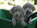 Cuccioli Weimaraner Super top !