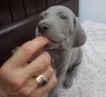 Cuccioli Weimaraner Super top ! - Foto n. 2