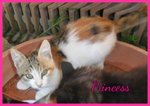 Gattine in Adozione, Tricolore e nera a pelo Lungo - Foto n. 2