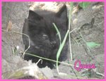 Gattine in Adozione, Tricolore e nera a pelo Lungo - Foto n. 3