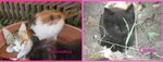 Gattine in Adozione, Tricolore e nera a pelo Lungo - Foto n. 1