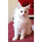 Cuccioli di Gatto Maine coon con Pedigree - Foto n. 1