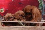 I Belissimi Cuccioli di king Charles Spaniel - Foto n. 1