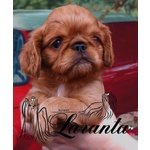 I Belissimi Cuccioli di king Charles Spaniel - Foto n. 2