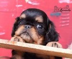 I Belissimi Cuccioli di king Charles Spaniel - Foto n. 4