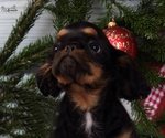 I Belissimi Cuccioli di king Charles Spaniel - Foto n. 6