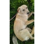 Adozione Simil Golden Retriver Giannino - Foto n. 1