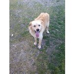 Adozione Simil Golden Retriver Giannino - Foto n. 2