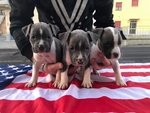 Cuccioli di American Staffordshire Terrier - Foto n. 3