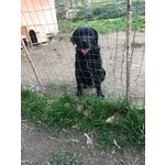 Margot, Dolcissima Labrador All’80%