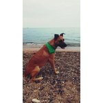 KETTY, MIX PASTORE BELGA MALINOIS