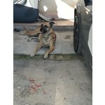 Ketty, mix Pastore Belga Malinois - Foto n. 3