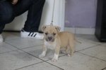 Cuccioli American Bully Poket - Foto n. 4