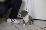 Cuccioli American Bully Poket - Foto n. 5