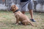 Cuccioli American Bully Poket - Foto n. 6