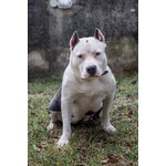 Cuccioli American Bully Poket - Foto n. 7