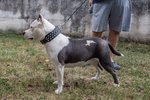 Cuccioli American Bully Poket - Foto n. 8