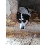 Urgente!lucky mix cane da Caccia - Foto n. 2