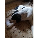 Urgente!lucky mix cane da Caccia - Foto n. 3