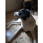 Urgente!lucky mix cane da Caccia - Foto n. 4