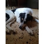 Urgente!lucky mix cane da Caccia - Foto n. 5