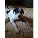 Urgente!lucky mix cane da Caccia - Foto n. 6