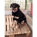 Ofelia, Meravigliosa Simil Rottweiler