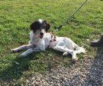 Leo, Bellissimo Setter Inglese di soli 8 Mesi, Magro Scheletrico, non Idoneo alla Caccia, Mollato Vo - Foto n. 2