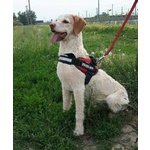 Piccolo piky Spinoncino di 7 Anni, 15 kg Cerca Adozione - Foto n. 2