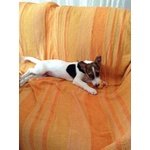 Vicky, Cucciola mix jack Russell