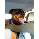 Leo, Simil Rottweiler