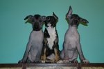 Cuccioli di cane nudo Messicano (xoloitzcuintle)