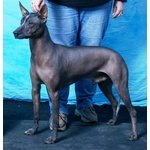 Cuccioli di cane nudo Messicano (xoloitzcuintle) - Foto n. 2