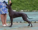 Cuccioli di cane nudo Messicano (xoloitzcuintle) - Foto n. 3