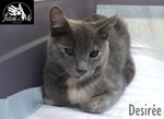 Desiree Adorabile Gattina di 7 Mesi